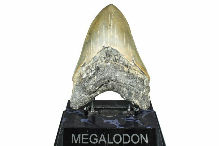 Serrated, Fossil Megalodon Tooth - North Carolina #371656